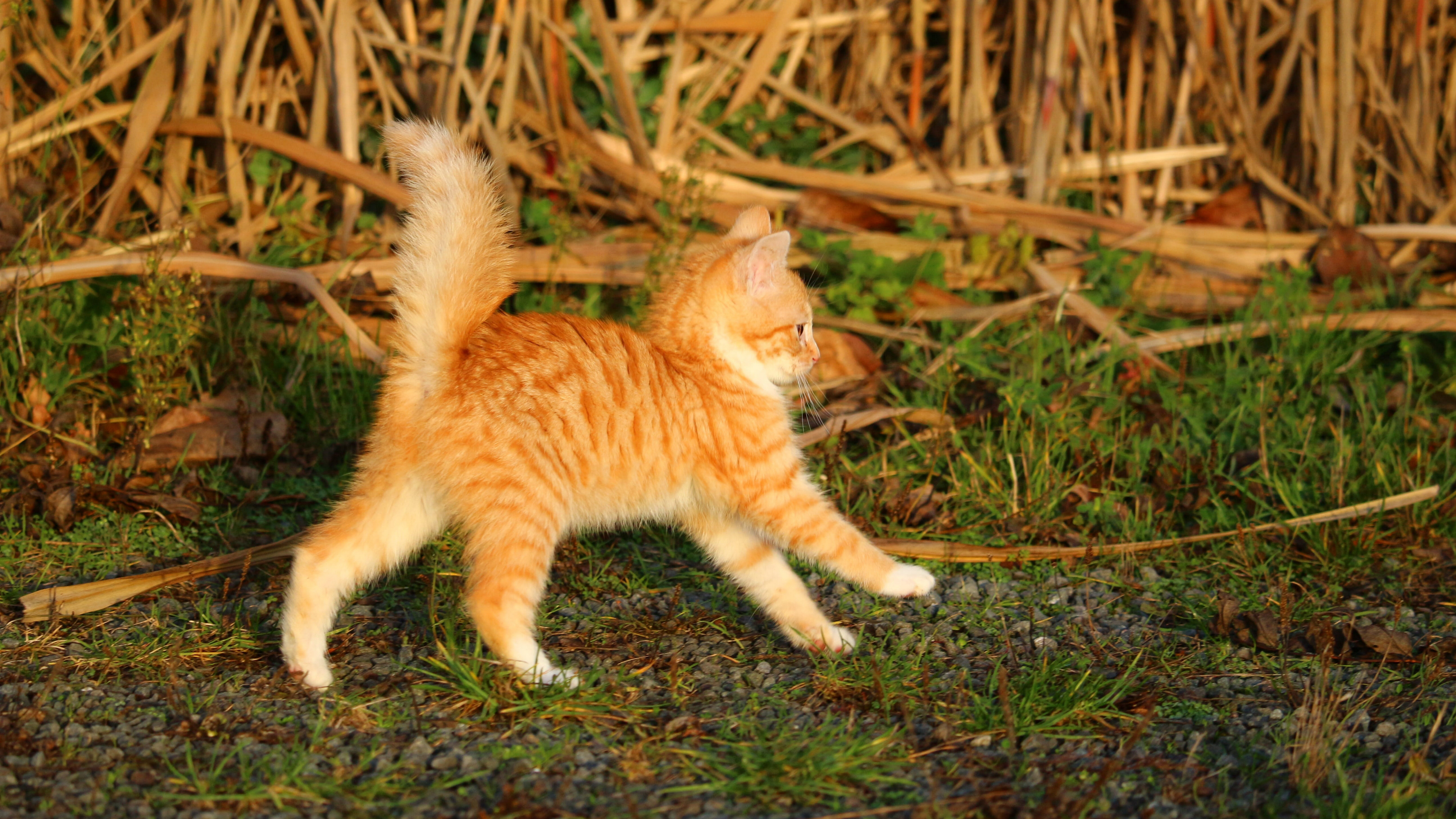 草地上奔跑的猫咪图片壁纸
