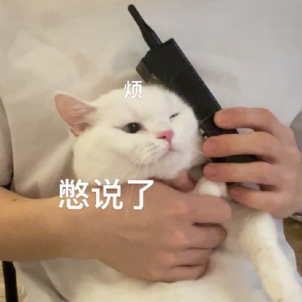 猫咪奶盖大哥大系列表情包