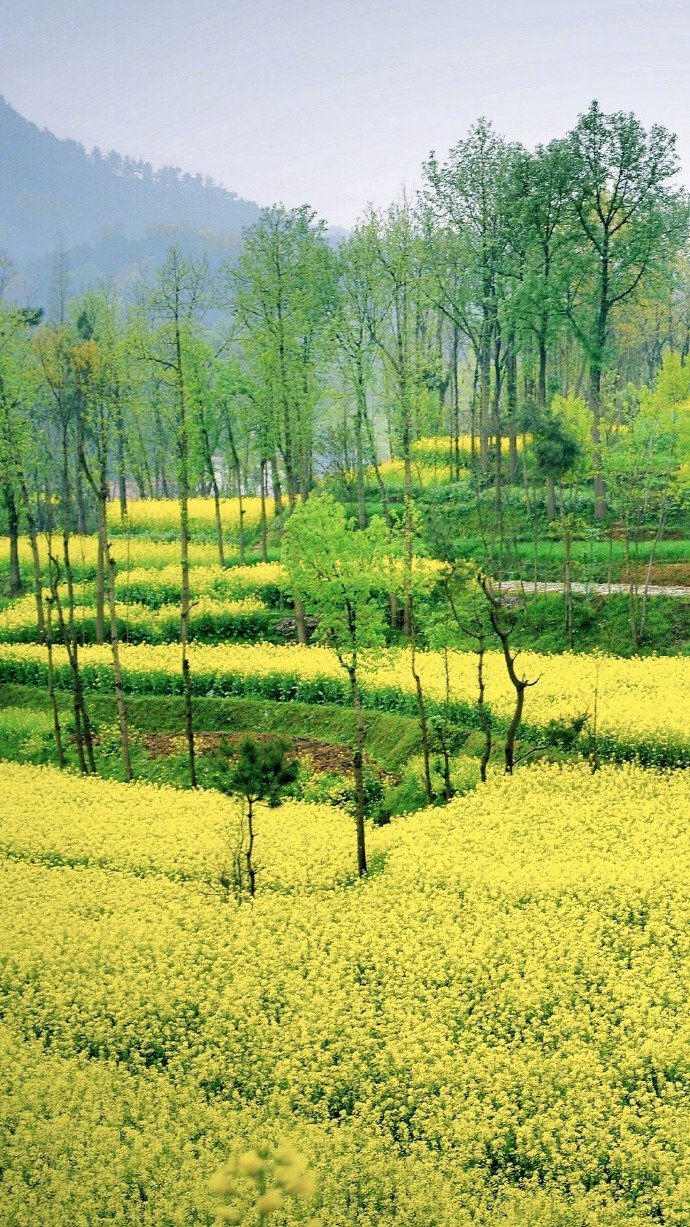 满山的油菜花风景图片