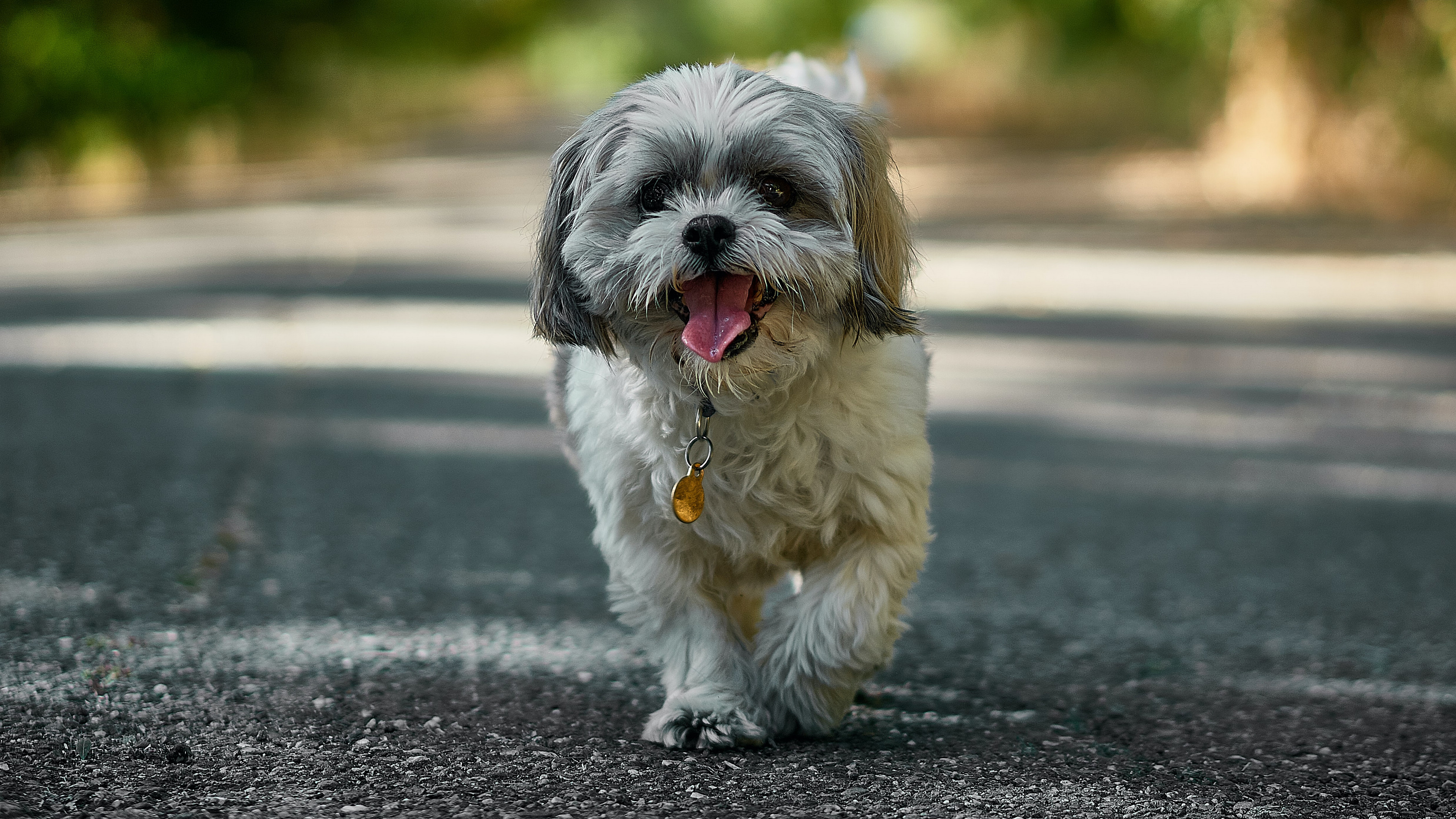 西施犬图片桌面壁纸