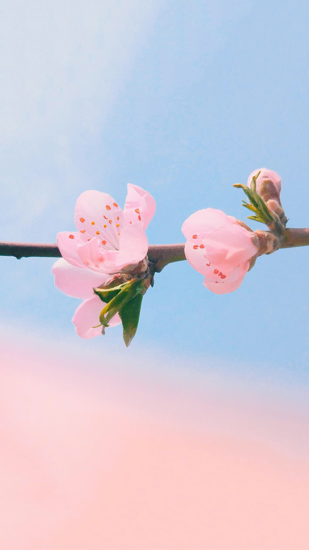 粉色桃花浅蓝天空手机壁纸