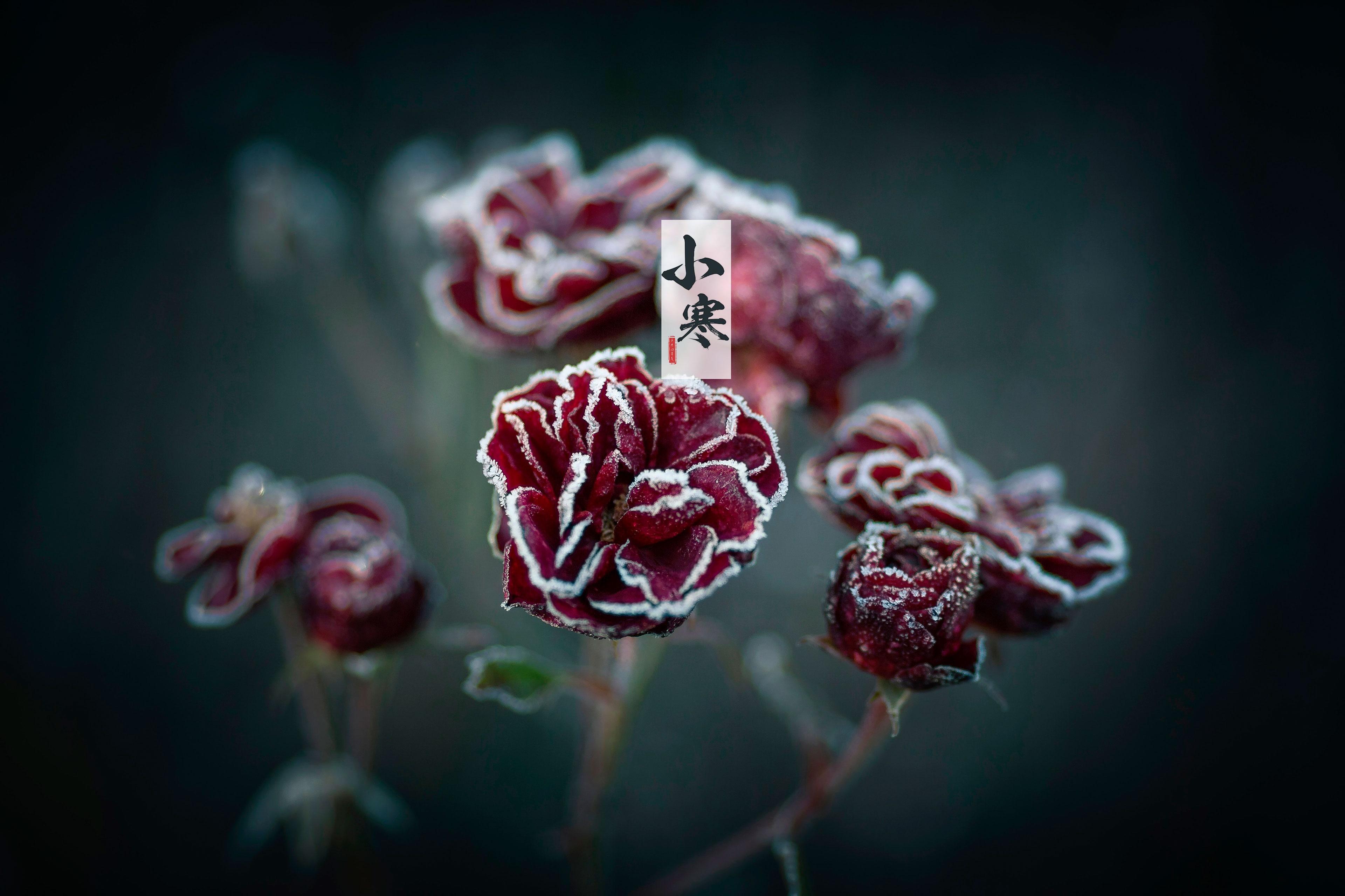 节气小寒之雪花美景图片壁纸