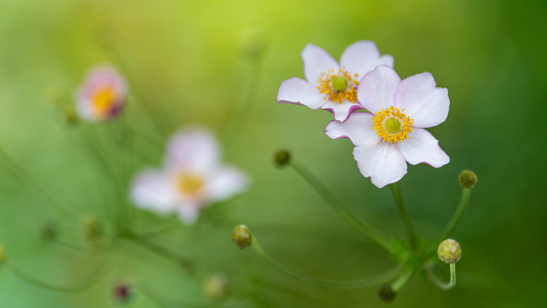 2022年5月银莲花高清日历壁纸