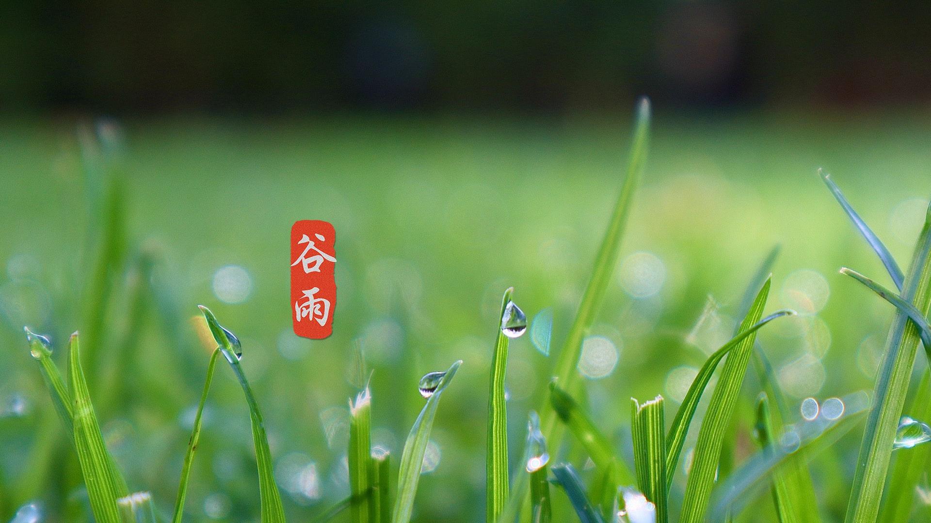 节气谷雨高清桌面壁纸图片