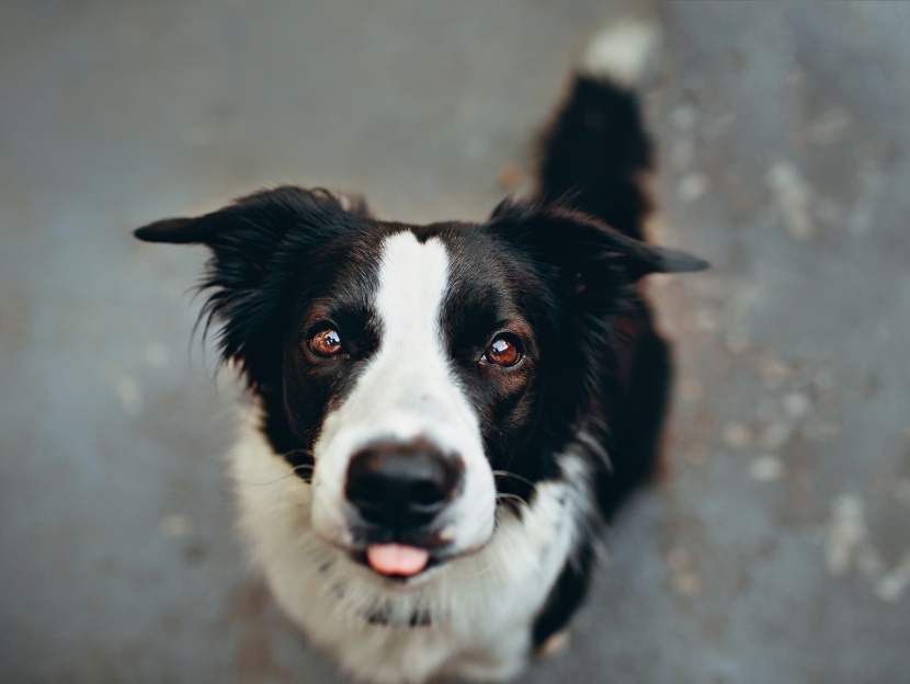 边境牧羊犬图片