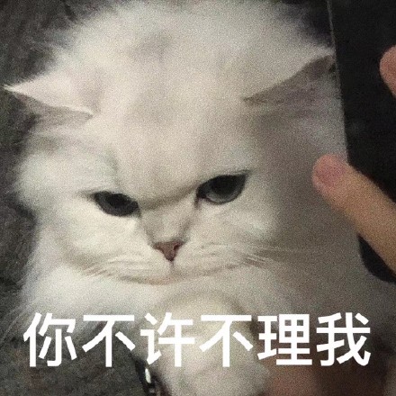 老婆奴猫咪表情包