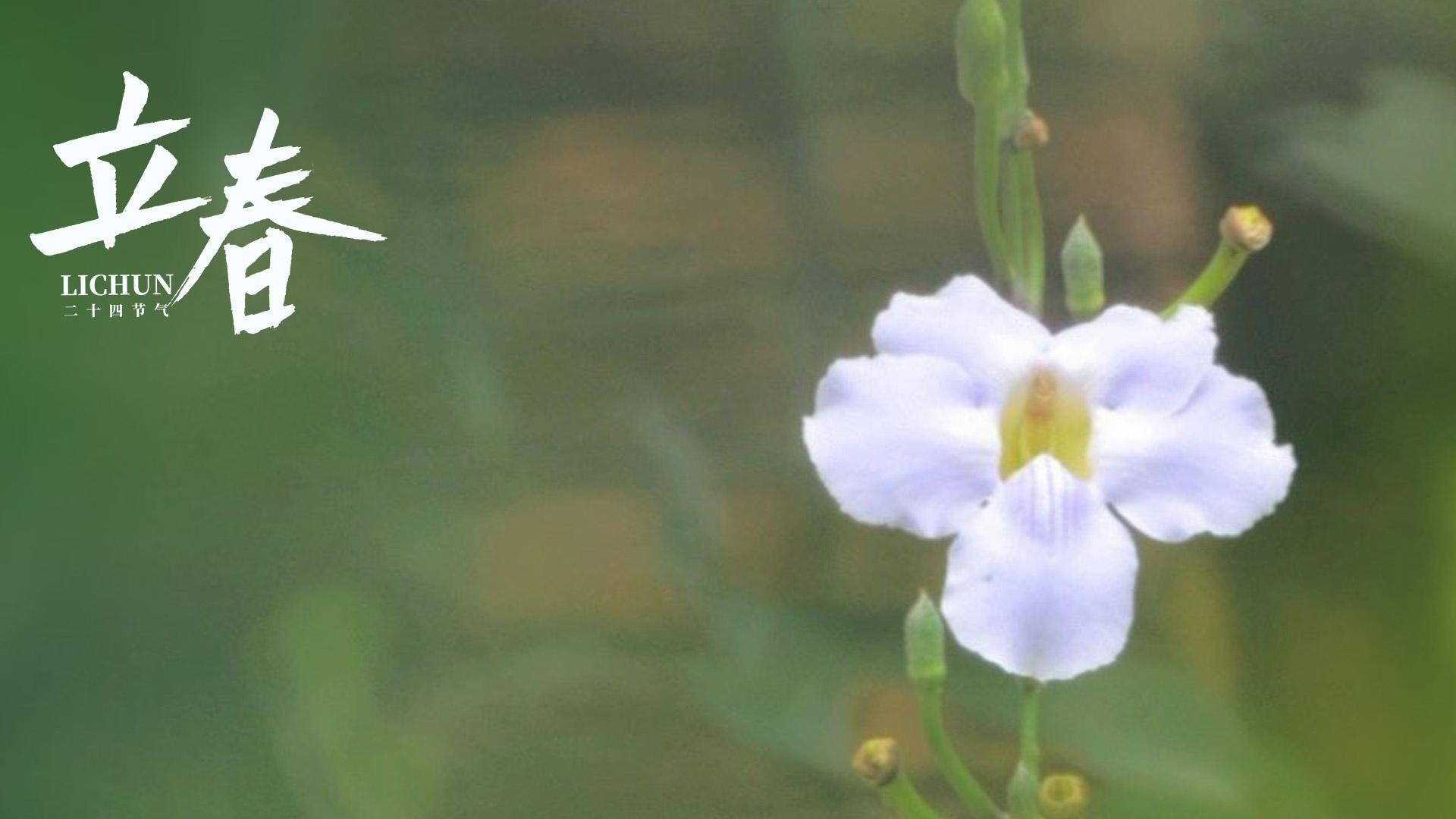 立春时节之牵牛花图片壁纸