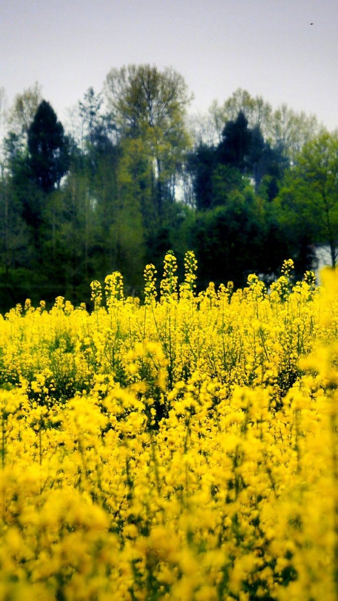 满山的油菜花风景图片