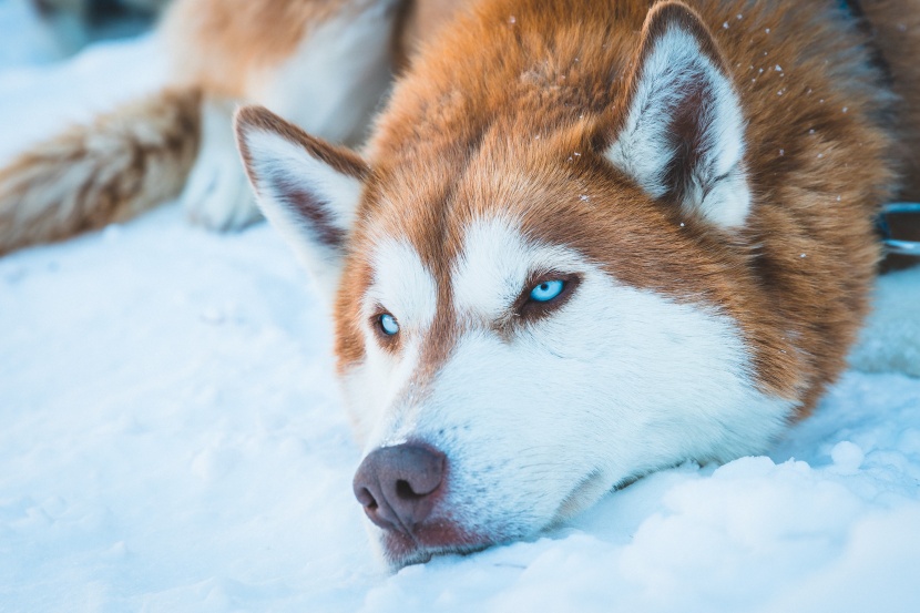 西伯利亚雪橇犬（哈士奇）图片