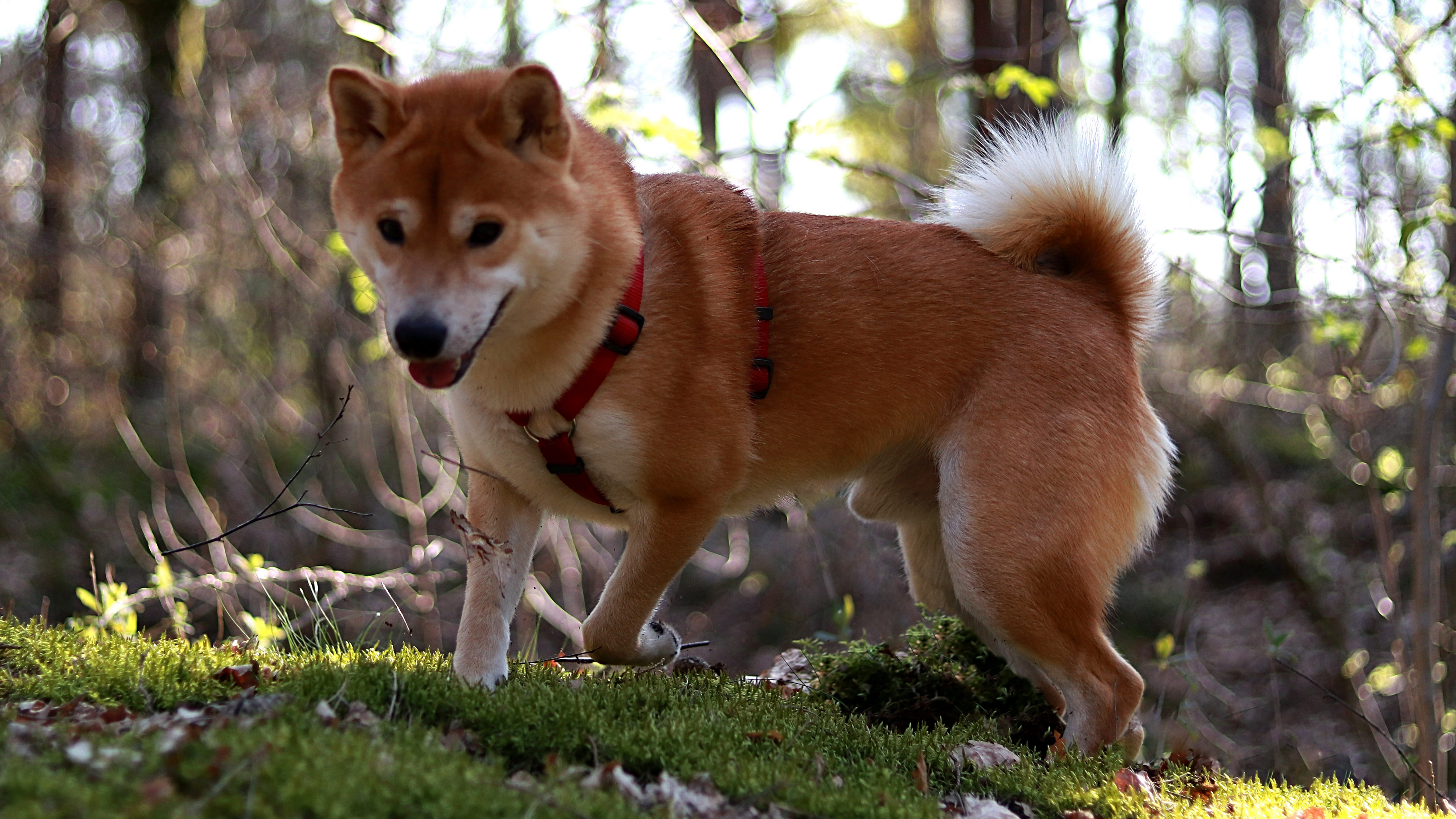 日本秋田犬图片桌面壁纸