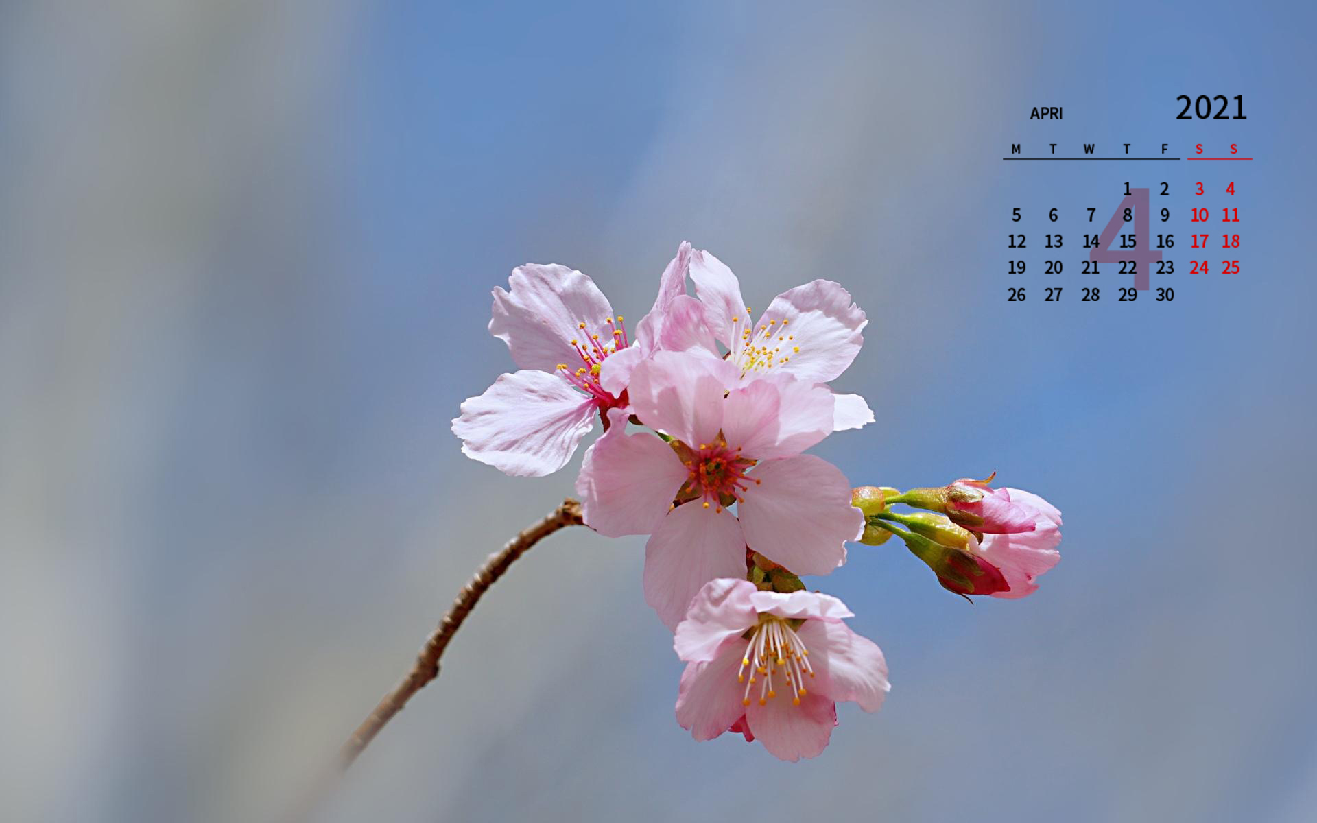 2021年4月樱花图片桌面日历壁纸