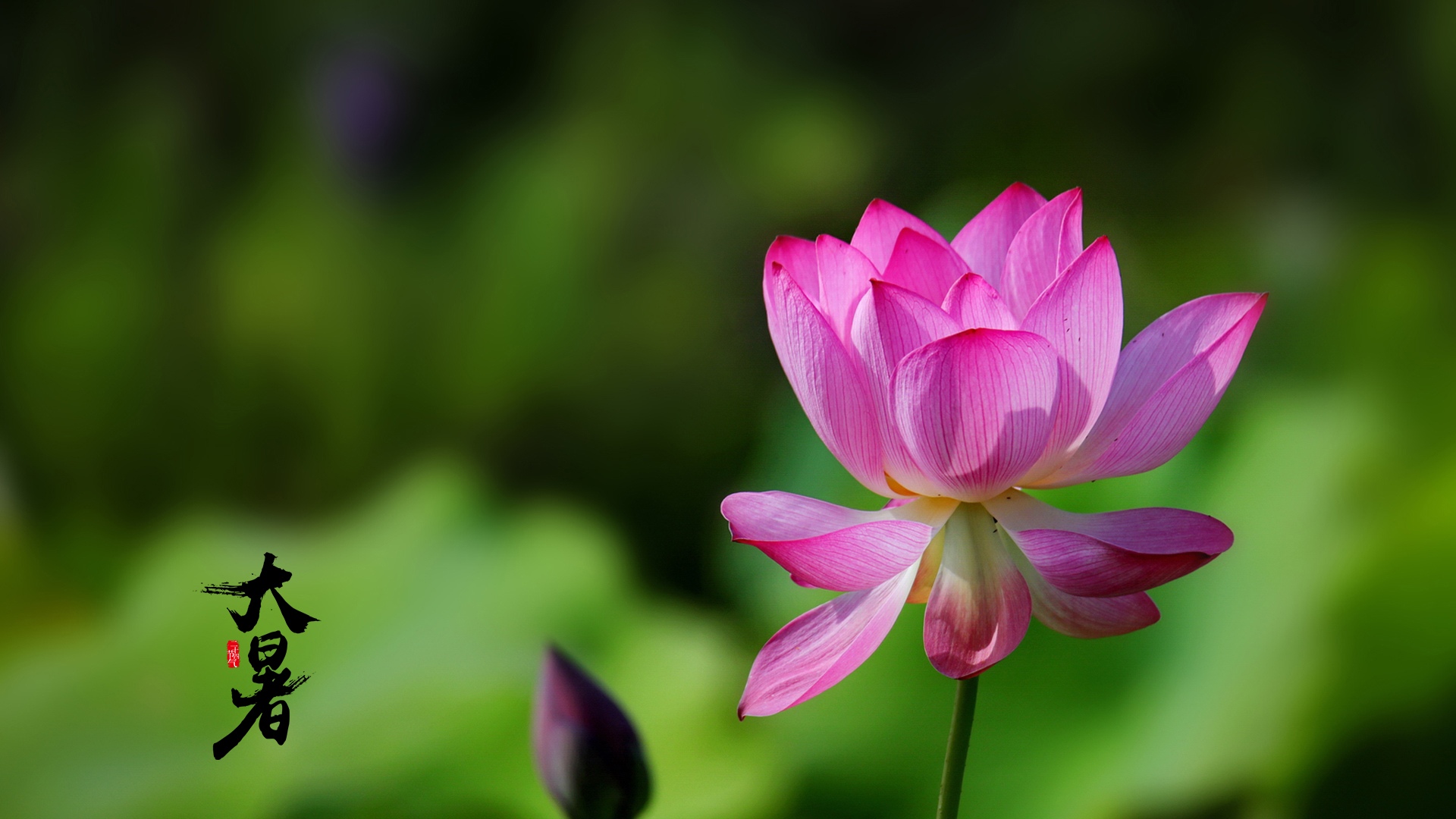 节气大暑之荷花美景图片桌面壁纸