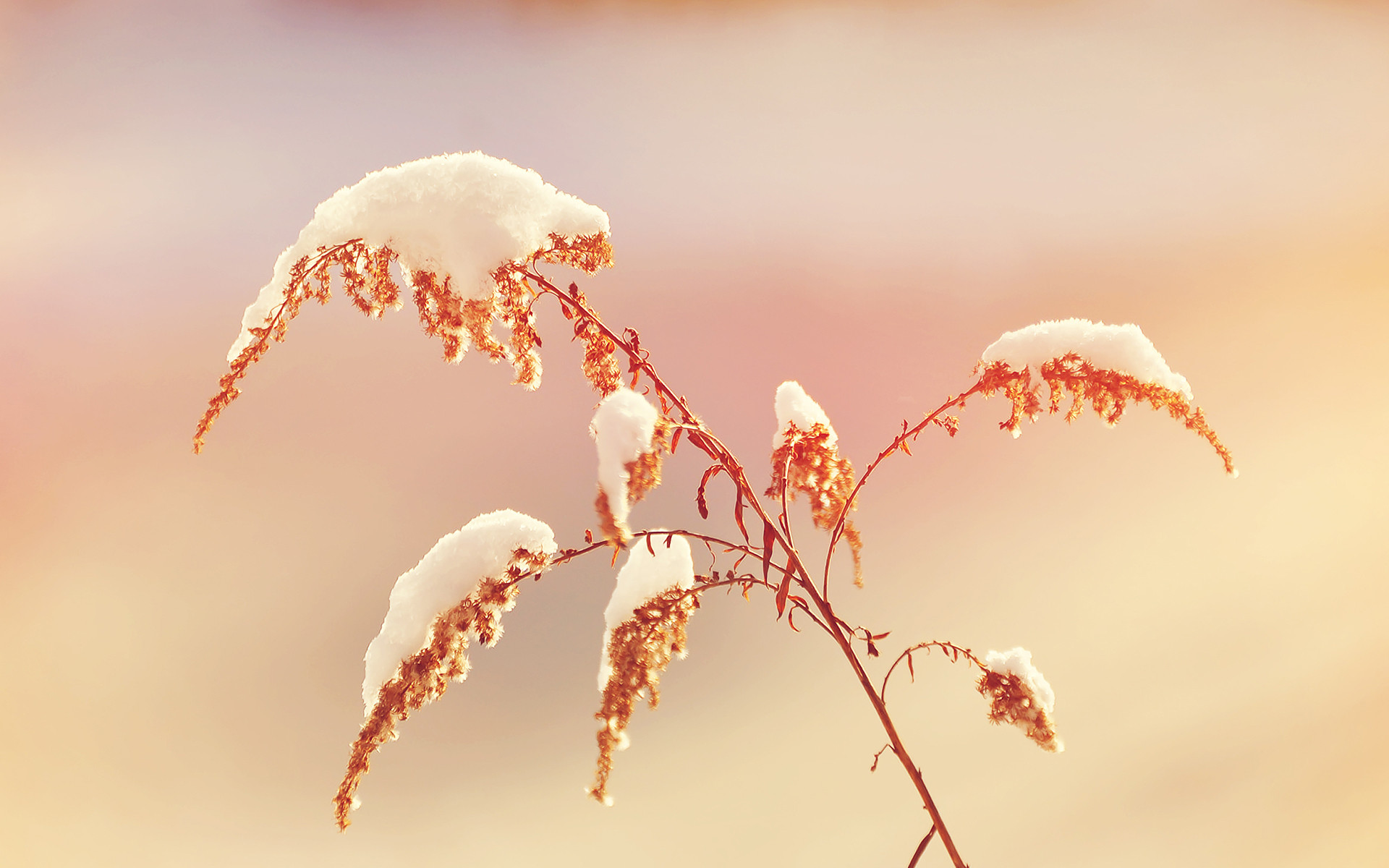 冬至节气唯美雪景高清桌面壁纸