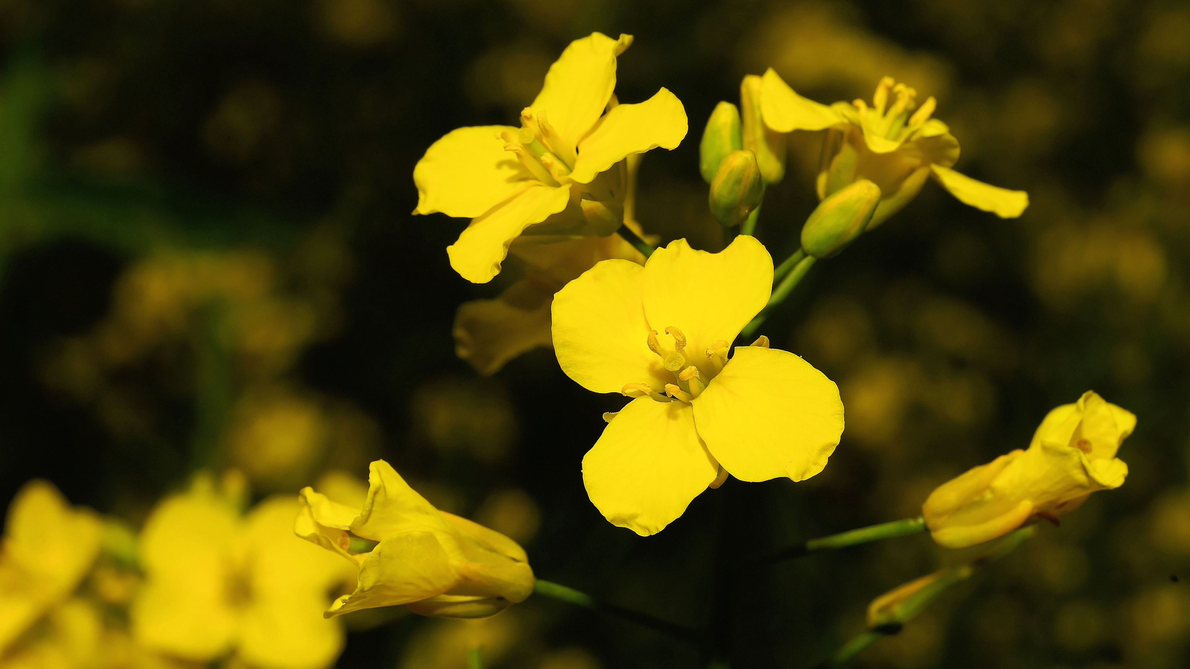 高清油菜花图片桌面壁纸