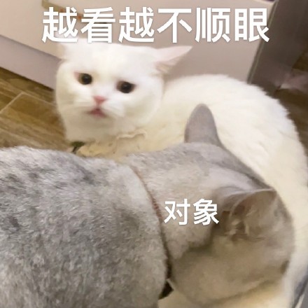 猫咪奶盖暴躁版表情包