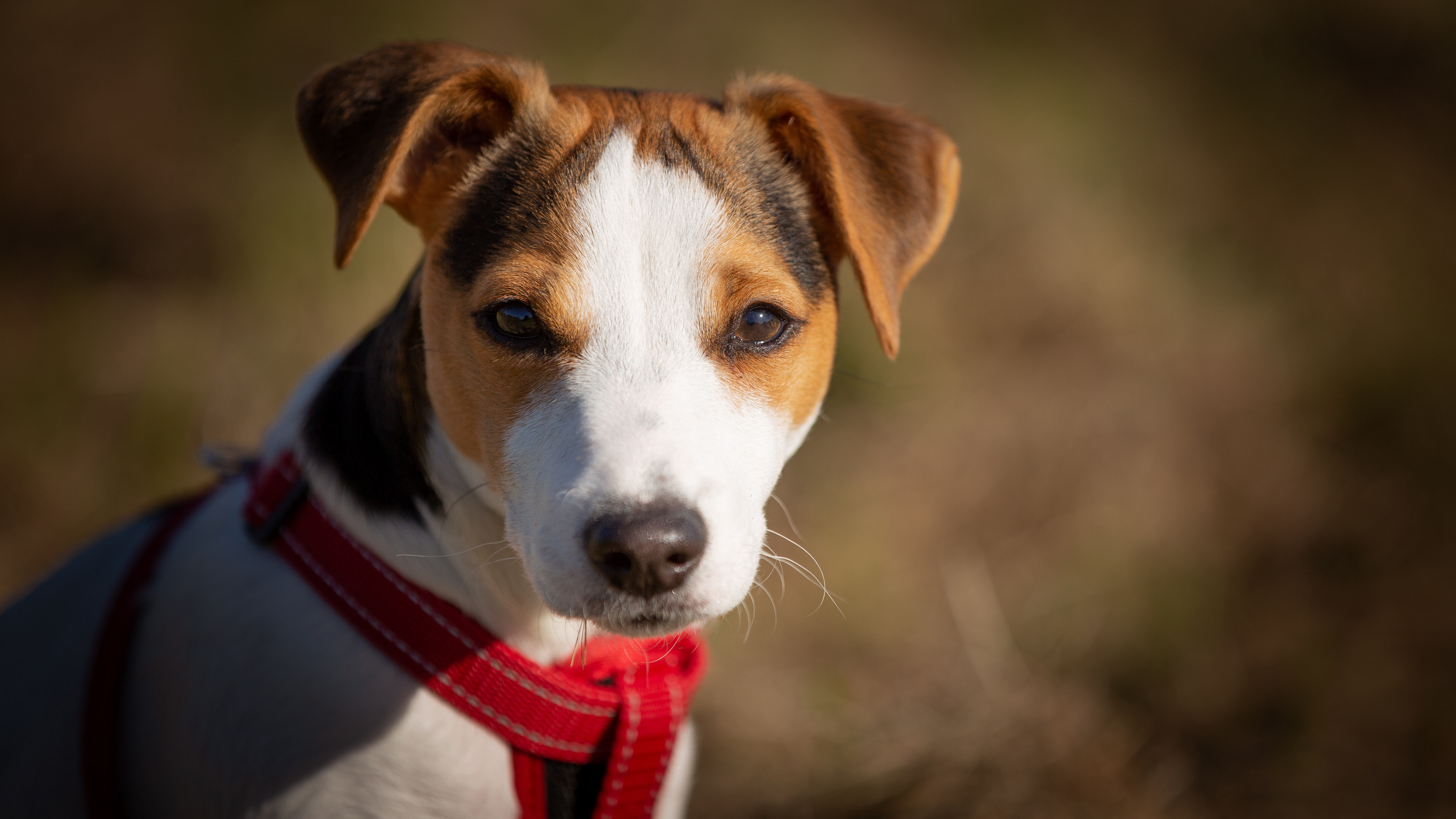 杰克罗素梗犬图片桌面壁纸