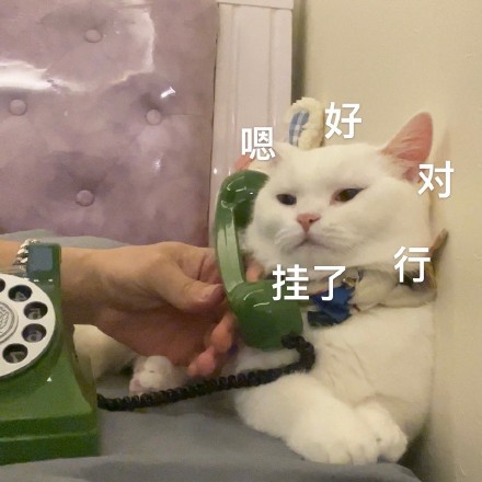 猫咪奶盖打电话表情包