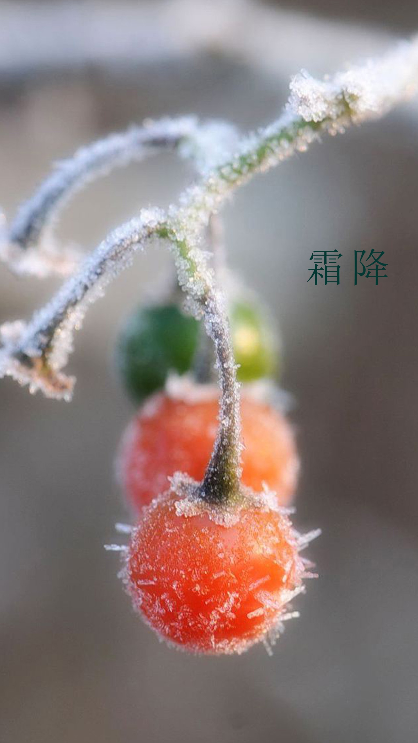 传统节气之霜降手机壁纸