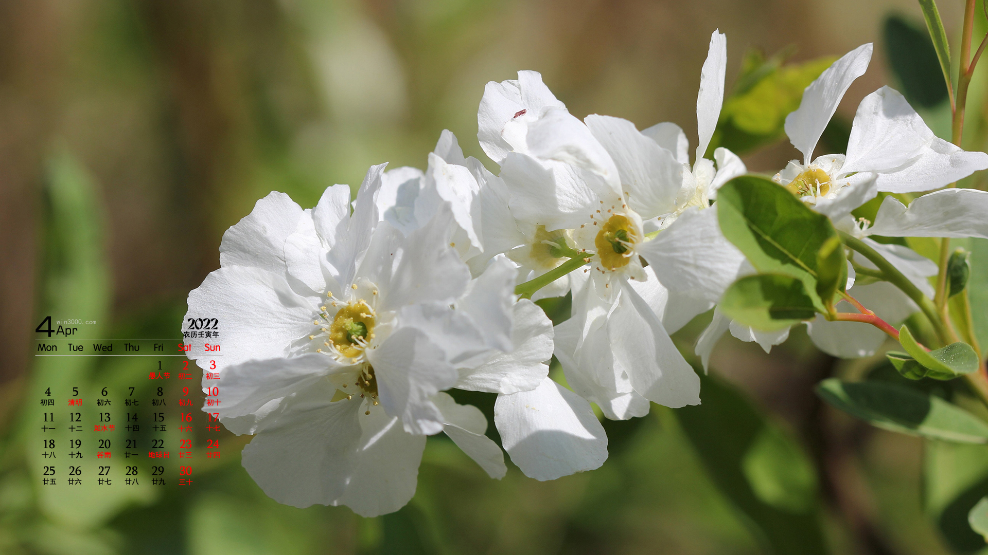 2022年4月茉莉花桌面日历壁纸