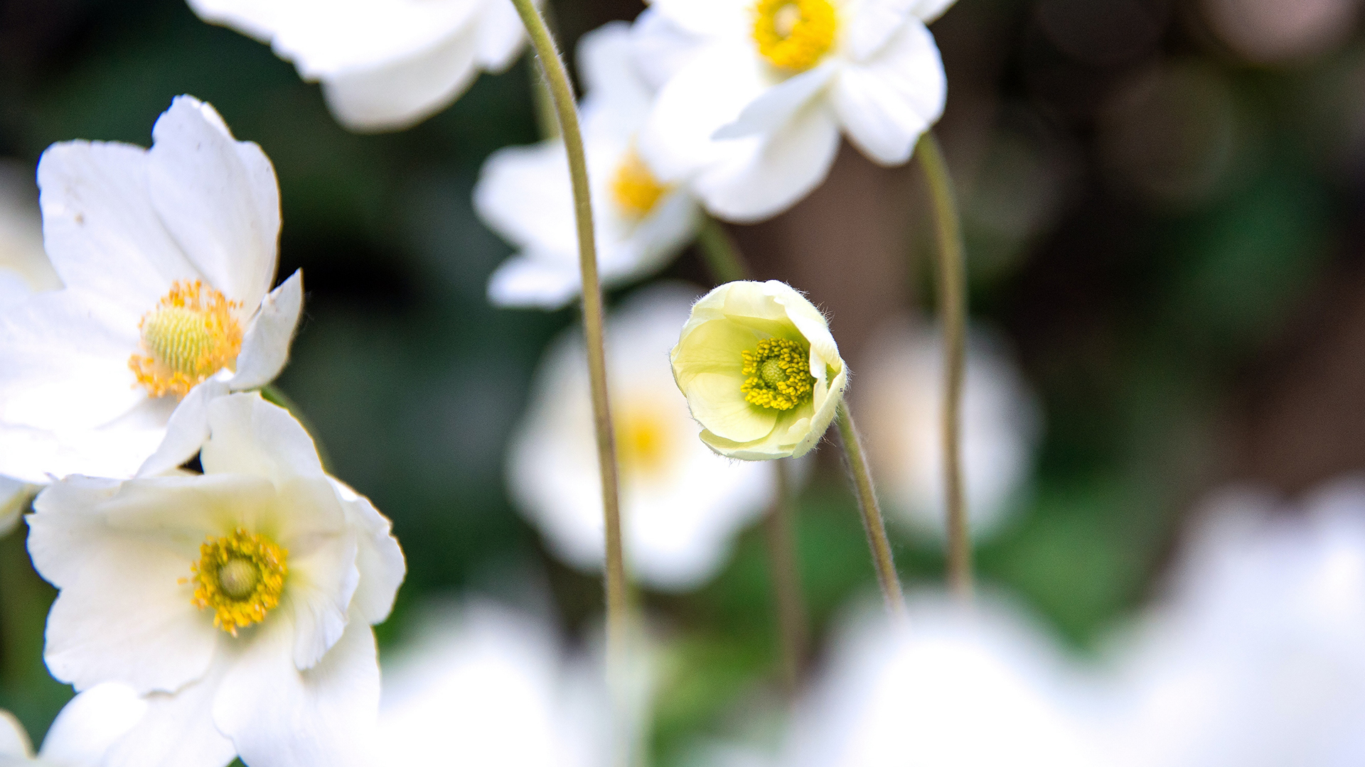 2022年5月银莲花高清日历壁纸