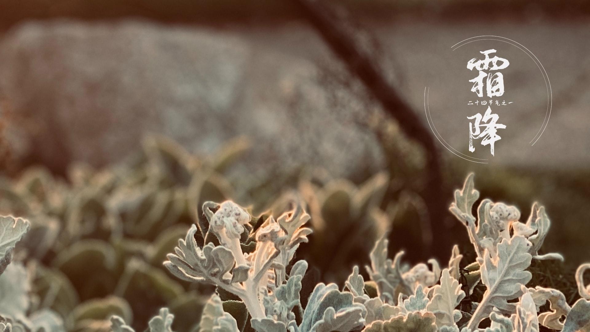 霜降节气唯美风景图片壁纸