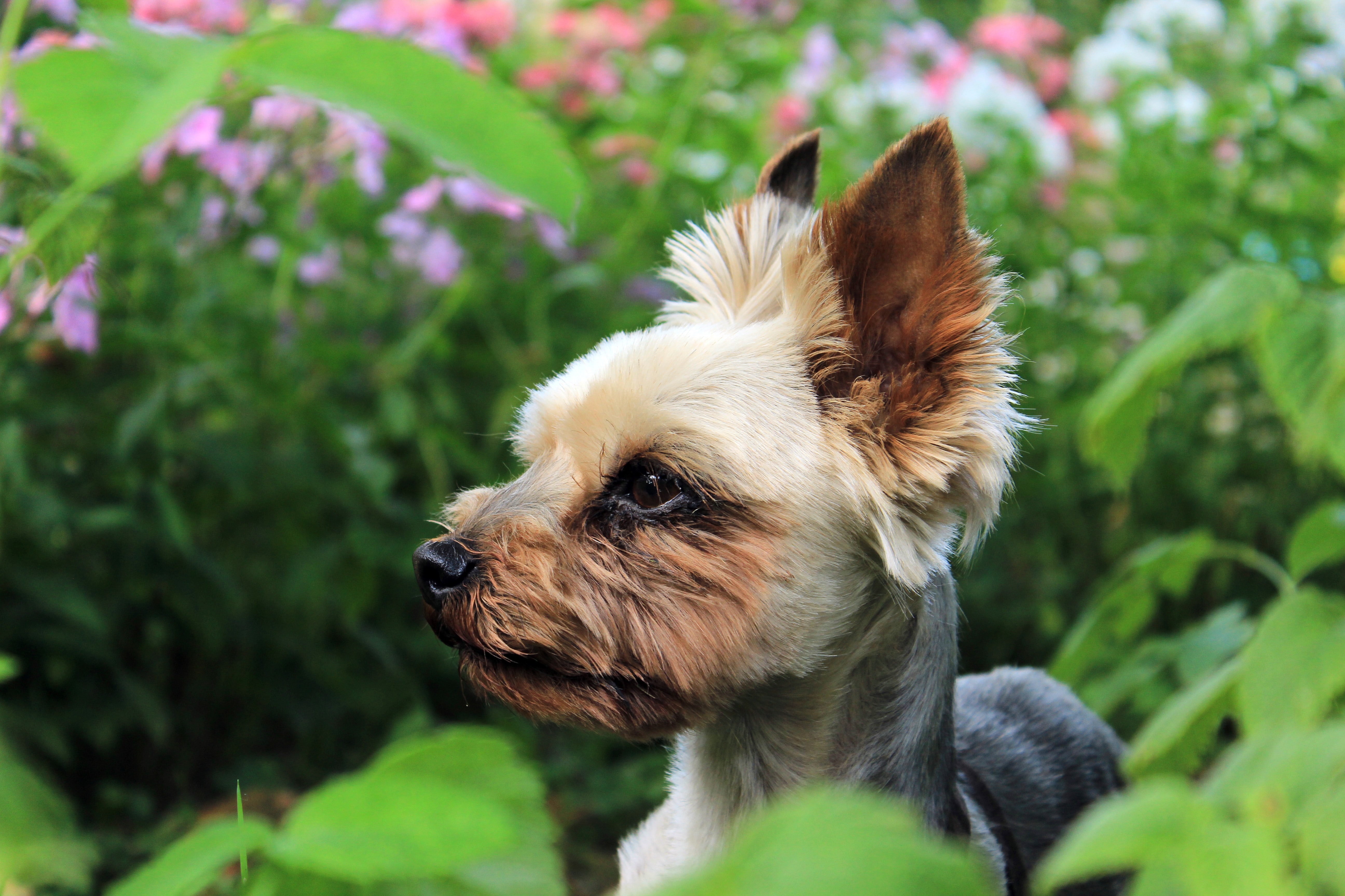 约克夏梗犬图片桌面壁纸