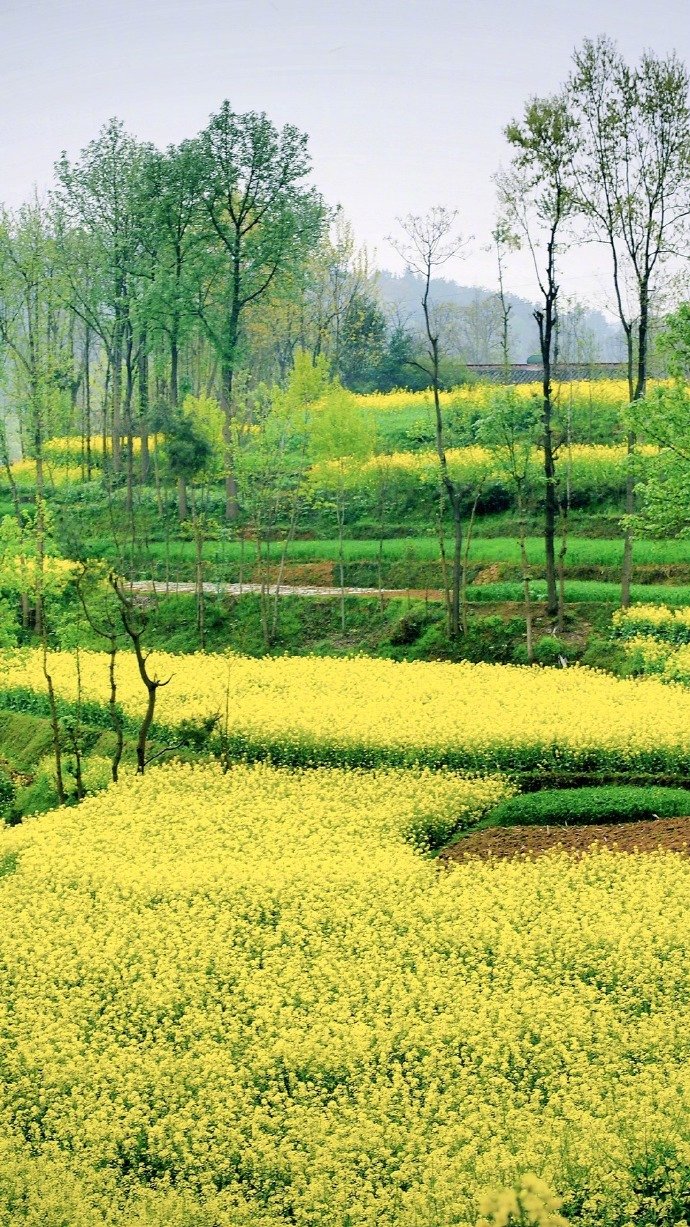 满山的油菜花风景图片