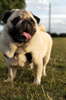 呆萌可爱的巴哥犬图片