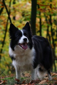 边境牧羊犬图片