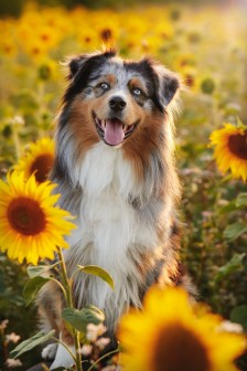 澳大利亚牧羊犬图片