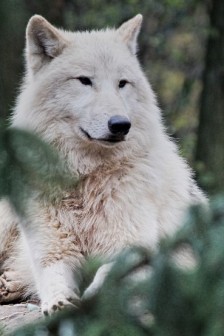 身姿矫健的北极狼图片