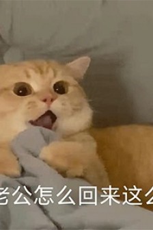 猫咪出轨表情包