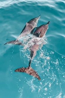 水中的海豚图片