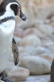 非洲企鹅高清图片