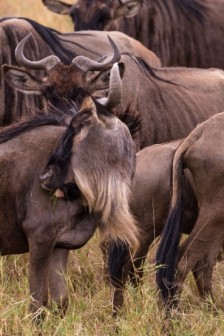 非洲草原的角马图片