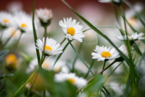 高清雏菊花图片桌面壁纸