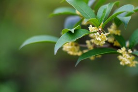 中秋节桂花图片桌面壁纸