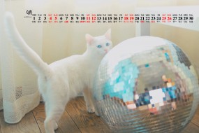 2021年9月可爱动物猫咪桌面日历壁纸