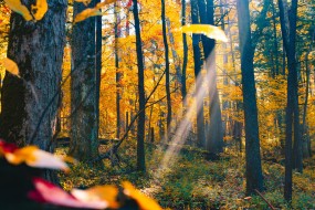 唯美高清阳光透过树林风景壁纸