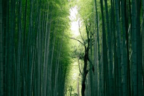 静谧竹林风景图片桌面壁纸