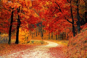 满地落叶唯美秋季壁纸图片