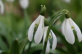 高清雪花莲图片桌面壁纸