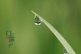 二十四节气白露电脑壁纸