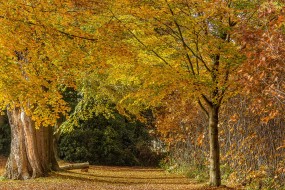 秋天的树林风景图片桌面壁纸