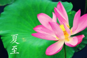 二十四节气夏至图片桌面壁纸