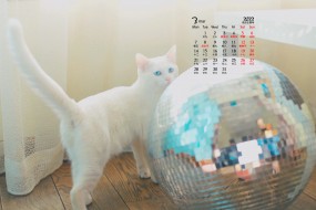 2022年3月可爱萌宠猫咪桌面日历壁纸