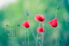 2022年4月花卉植物桌面日历壁纸