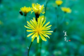 传统节日夏至电脑桌面壁纸图片