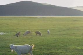 草原上的牛羊风光美景图片壁纸