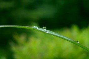 24节气之白露电脑壁纸